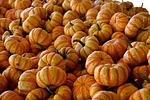 pumpkins gourd harvest farm agriculture nature food halloween stock photo