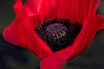 poppy beautiful flowers red flower blossom bloom background stock photo
