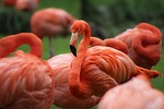 flamingo bird plumage feathers water wildlife exotic legs stock photo