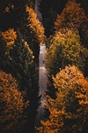 path fall hike leaves forest aerial view autumnal stock photo