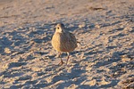 gull beach sand baltic sea elegant animal nature stock photo