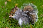 squirrel rodent animal mammal fauna winter autumn wildlife stock photo