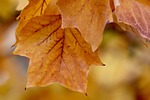 tulip tree autumn leaves color liriodendron colors nature stock photo