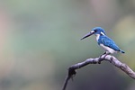 common kingfisher jade wild bird colorful organism indonesia stock photo
