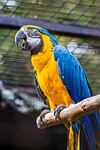 zoo parrot bird animal nature wildlife stock photo