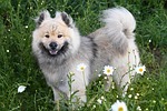 dog eurasier stallion companion german breed canine pet stock photo