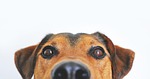 dog view cute animal portrait eyes snout head stock photo