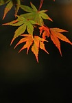 fall nature maple leaves autumn tree season colors stock photo