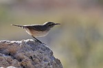 wren bird animal rock plumage nature perched wildlife stock photo