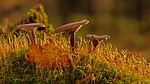 mushroom moss forest fall nature stock photo