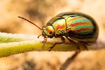 beetle bug insect chrysolina americana macro nature stock photo