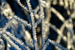 twig crystals snow frost cold nature botany season stock photo