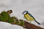 bird blue tit plumage nature tree sitting branch stock photo