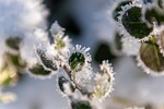 plant ice crystals winter nature cold frozen frost stock photo