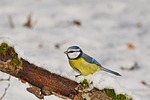blue tit winter songbird sitting branch bird watching stock photo