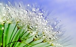 dandelion dew nature flower plant macro water spring stock photo