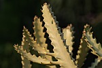 cactus flora plant nature stock photo