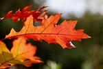 oak leaf nature red autumn leaves veins structure stock photo