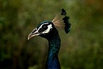 peacock peafowl bird wildlife tropical avian nature photography stock photo