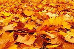 autumn leaves foliage maple colors season fall orange stock photo