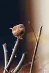 wren bird animal nature wildlife songbird ornithology watching stock photo