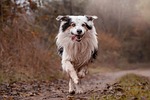 border collie domestic animal dog nature fall forest stock photo