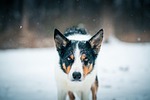 border collie animal canine dog pet in snow stock photo