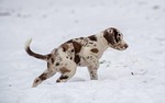 puppy 6 week old red merle spotted cute stock photo