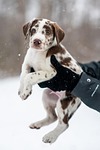 dog puppy pet animal young spotted cute snow stock photo