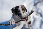 red merle puppy winter snow nature cute pet stock photo