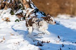 red merle animal nature puppy winter snow cute stock photo