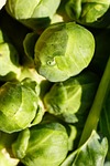 cabbage brussels brussel sprouts vegetables agriculture food stock photo