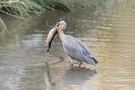 grey heron bird wader beak wings birdwatching outdoors stock photo