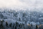 fog forest winter white landscape snow cold season stock photo