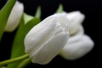 tulips 4k wallpaper flower background white blooms petals stock photo