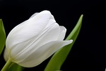 flower tulip white laptop wallpaper blossom bloom petals stock photo