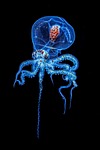 octopus glow bioluminescence underwater creature nature sea tentacles stock photo