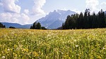flower meadow herbs nature zugspitze alps landscape mountains stock photo