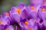 crocus stamens pistils early bloomer spring awakening petals stock photo