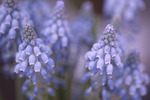 grape hyacinths bloom spring flowers early bloomers nature stock photo
