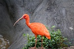bird ibis zoo animal nature wildlife stock photo
