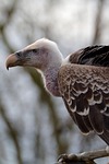 bird vulture trees zoo animal nature wildlife stock photo