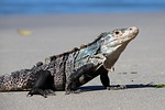 iguana lizard nature reptile beach sand wildlife stock photo