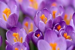 crocuses purple flowers early bloomer stamens petals spring stock photo
