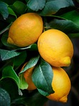 lemons nature fruits citrus mediterranean plant close up stock photo