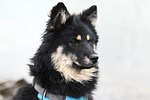 dog pet nature animal mammal portrait ûmïe eurasier stock photo