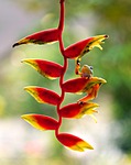 heliconia lobster claws flora amphibian frog nature animal stock photo