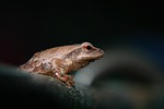 tree frog amphibian nature night animal toad wildlife stock photo