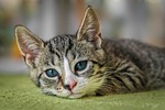 european shorthair cat animal kitten nature domestic pet stock photo