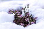 winter snow flowers heather flower background wallpaper pink stock photo